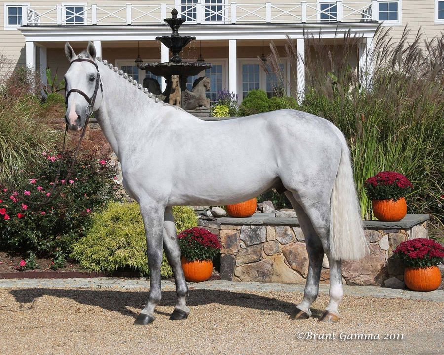 Zilverstar VDL (Show Jumping Stallion)